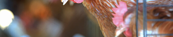 moscas-galopones-ponedoras