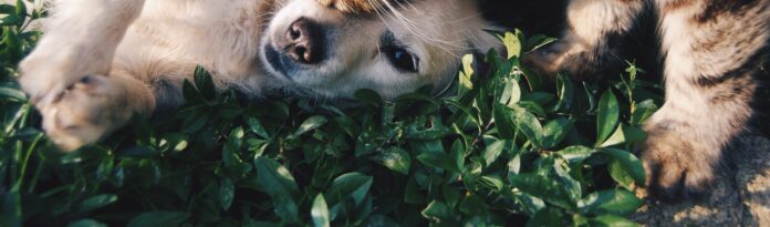 pexels-snapwire-46024